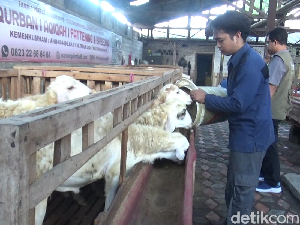 Pemuda Lumajang Ini Raup Ratusan Juta Rupiah dari Budidaya Domba Kurban Pemuda Lumajang Ini Raup Ratusan Juta Rupiah dari Budidaya Domba Kurban