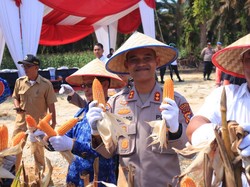 12 Ton Jagung Dipanen, Polres Kampar Riau Wujudkan Ketahanan Pangan