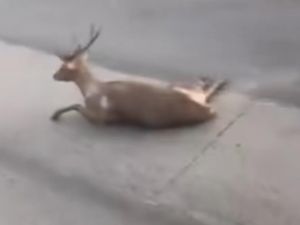 Heboh Rusa Terkapar di Tengah Jalan Pantura Semarang Heboh Rusa Terkapar di Tengah Jalan Pantura Semarang