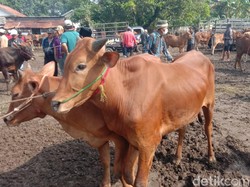 Jelang Idul Adha, Harga Sapi di Pasar Langkap Bangkalan Justru Anjlok