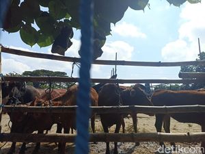 Sidak Pasar Hewan Blitar Temukan Sapi LSD hingga Kambing Cacingan Sidak Pasar Hewan Blitar Temukan Sapi LSD hingga Kambing Cacingan