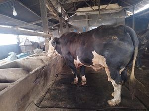 Presiden Prabowo Borong 3 Ekor Sapi Kurban Milik Peternak di Lamongan