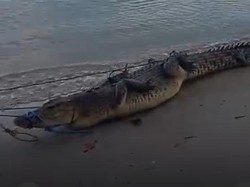 Buaya 3 Meter Bikin Resah Warga Seram Bagian Barat Ditangkap Pakai Umpan Ayam