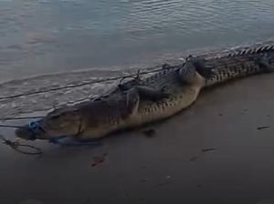 Buaya 3 Meter Bikin Resah Warga Seram Bagian Barat Ditangkap Pakai Umpan Ayam Buaya 3 Meter Bikin Resah Warga Seram Bagian Barat Ditangkap Pakai Umpan Ayam