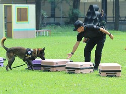 Polisi Satwa Perkuat Anjing K9 untuk Misi Penyelamatan hingga Lacak Narkoba