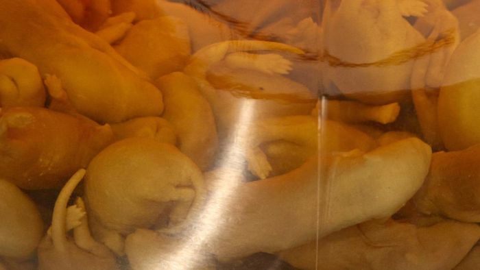 Video: Wisata Museum Makanan Nyeleneh di Berlin, Ada Kopi Luwak Indonesia