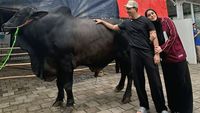 Duh! Kaki Fairuz A Rafiq Memar Terinjak Sapi 1,2 Ton