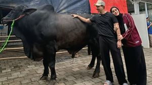 Duh! Kaki Fairuz A Rafiq Memar Terinjak Sapi 1,2 Ton