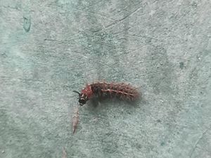 Ada Ulat Bulu di Rumah Nggak Perlu Panik, Begini Cara Basminya