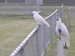 Burung Kakatua Curi Perhatian, Pandai Buka Tempat Sampah, Nyalakan Keran Air Burung Kakatua Curi Perhatian, Pandai Buka Tempat Sampah, Nyalakan Keran Air