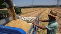 Meski Dilanda Kekeringan, Petani di China Tetap Panen Gandum