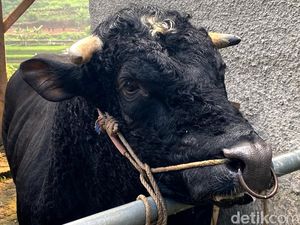 Gaharnya Gatot Kaca, Sapi Belgian Blue Berbobot 1,1 Ton Gaharnya Gatot Kaca, Sapi Belgian Blue Berbobot 1,1 Ton