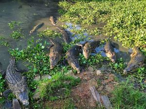 Penangkaran Buaya Teritip, Wisata Ekstrem di Balikpapan Penangkaran Buaya Teritip, Wisata Ekstrem di Balikpapan