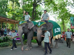 Heboh Gajah Jalan Santuy Putari Gembira Loka Jogja, Ternyata...