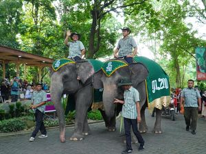 Heboh Gajah Jalan Santuy Putari Gembira Loka Jogja, Ternyata... Heboh Gajah Jalan Santuy Putari Gembira Loka Jogja, Ternyata...