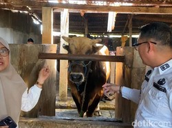 Presiden Prabowo Sumbang Sapi Kurban Berat 888 Kg di Parepare