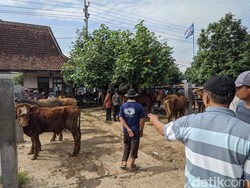 Harga Sapi Kurban di Pasar Jetis Ponorogo Turun H-2 Idul Adha