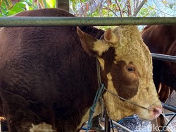 Prabowo Bagi-bagi 985 Sapi Kurban