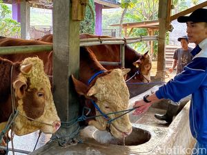 Penampakan 3 Sapi Jumbo Pilihan Prabowo dari Bandung