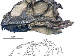 Ilmuwan China Temukan Dinosaurus Spesies Sauropoda Baru