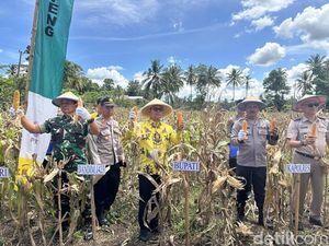 Bupati Soppeng Suwardi Panen Raya Jagung, Produksi Tembus 124.458 Ton