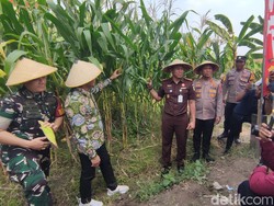 Forkopimda Sidoarjo Gelar Panen Raya Jagung Dukung Swasembada Pangan