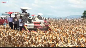 Produksi Jagung Naik, Dewan Adat Dayak Kalbar Minta Polri Gelar Pelatihan Petani