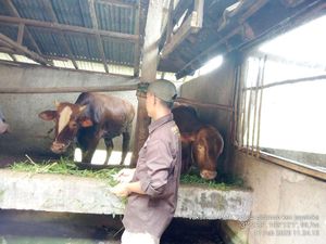 Pemkab Cek Kesehatan Hewan Kurban di Musi Rawas, Begini Hasilnya Pemkab Cek Kesehatan Hewan Kurban di Musi Rawas, Begini Hasilnya