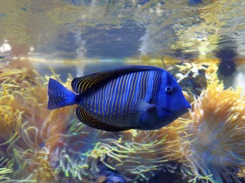 Blue tropical fish swimming in aquarium.