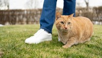 Cerai, Pria Ini Harus Bayar Rp 3,9 Juta Tiap Bulan Untuk Nafkah Kucing Cerai, Pria Ini Harus Bayar Rp 3,9 Juta Tiap Bulan Untuk Nafkah Kucing