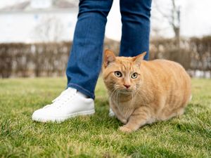 Catat! 6 Tanaman Ini Bikin Kucing Ogah Masuk Rumah Catat! 6 Tanaman Ini Bikin Kucing Ogah Masuk Rumah