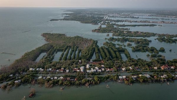 Indonesia Kehilangan 19 Ribu Hektare Hutan Mangrove Setiap Tahun