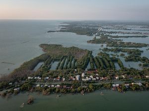 Indonesia Kehilangan 19 Ribu Hektare Hutan Mangrove Setiap Tahun Indonesia Kehilangan 19 Ribu Hektare Hutan Mangrove Setiap Tahun