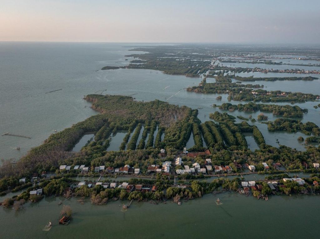 Indonesia Kehilangan 19 Ribu Hektare Hutan Mangrove Setiap Tahun Indonesia Kehilangan 19 Ribu Hektare Hutan Mangrove Setiap Tahun