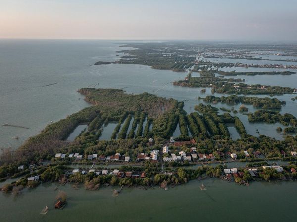 Indonesia Kehilangan 19 Ribu Hektare Hutan Mangrove Setiap Tahun