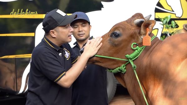 Sapi-sapi Kurban Jumbo Seleb: Milik Raffi Ahmad hingga Inul