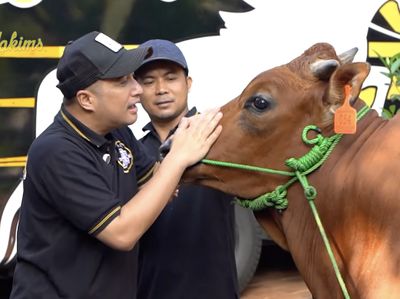 Sapi-sapi Kurban Jumbo Seleb: Milik Raffi Ahmad hingga Inul