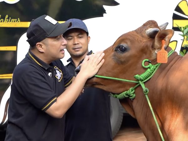 Sapi-sapi Kurban Jumbo Seleb: Milik Raffi Ahmad hingga Inul