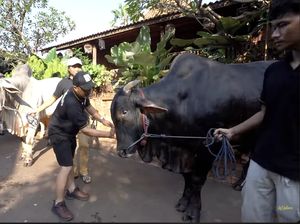 Haru! Irfan Hakim Ajak Bicara 5 Sapi Pilihan untuk Kurban Tahun Ini