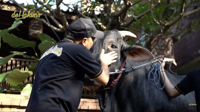 Irfan Hakim Sapi-sapi kurban Irfan Hakim.