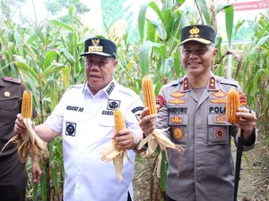 Jaga Ketahanan Pangan, Kapolda dan Gubernur Babel Panen Raya Jagung