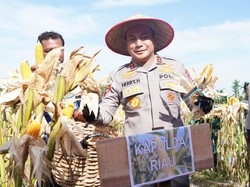 Potret Panen Raya Jagung di Riau: Dari Rohul hingga Pelalawan