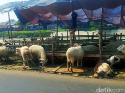 Pilu Pedagang Hewan Kurban di Karawang, Kejar Untung Malah Buntung