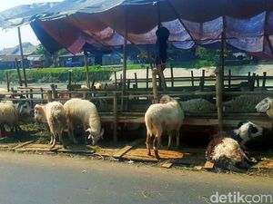 Pilu Pedagang Hewan Kurban di Karawang, Kejar Untung Malah Buntung Pilu Pedagang Hewan Kurban di Karawang, Kejar Untung Malah Buntung