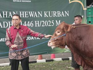 Jelang Idul Adha, Kemenbud Kurban 26 Ekor Sapi Limosin-7 Kambing