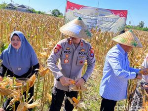 Panen Raya Jagung Tahap II Digelar Polres Situbondo Bersama Forkopimda Panen Raya Jagung Tahap II Digelar Polres Situbondo Bersama Forkopimda