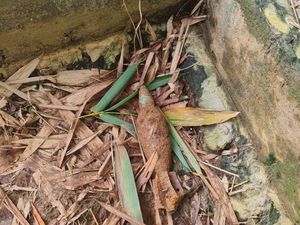 Penampakan Mortir Aktif dan Karatan Ditemukan di Galian Tanah Maros