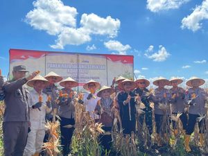Suka Cita Panen Puluhan Ton Jagung di Lahan Rawa Banjar Suka Cita Panen Puluhan Ton Jagung di Lahan Rawa Banjar