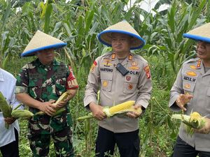 Polres Depok Dukung Ketahanan Pangan, Panen 2 Ton Jagung