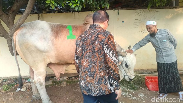 Pramono berkurban sapi di Tambora. (Pramono/detikcom) Pramono berkurban sapi di Tambora. (Pramono/detikcom)